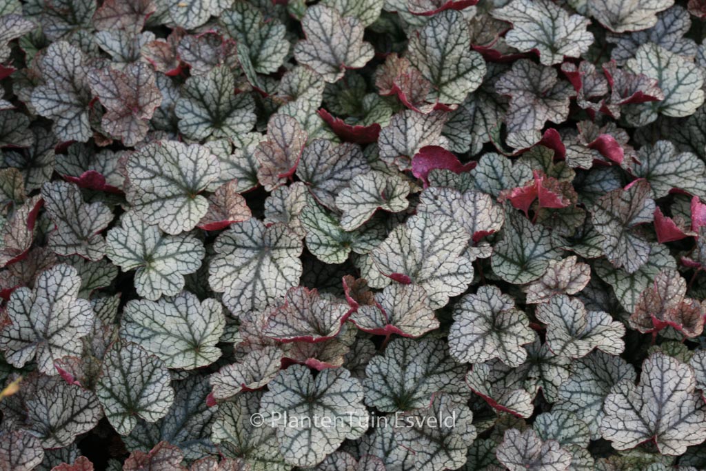 Heuchera ‘Silver Scrolls’