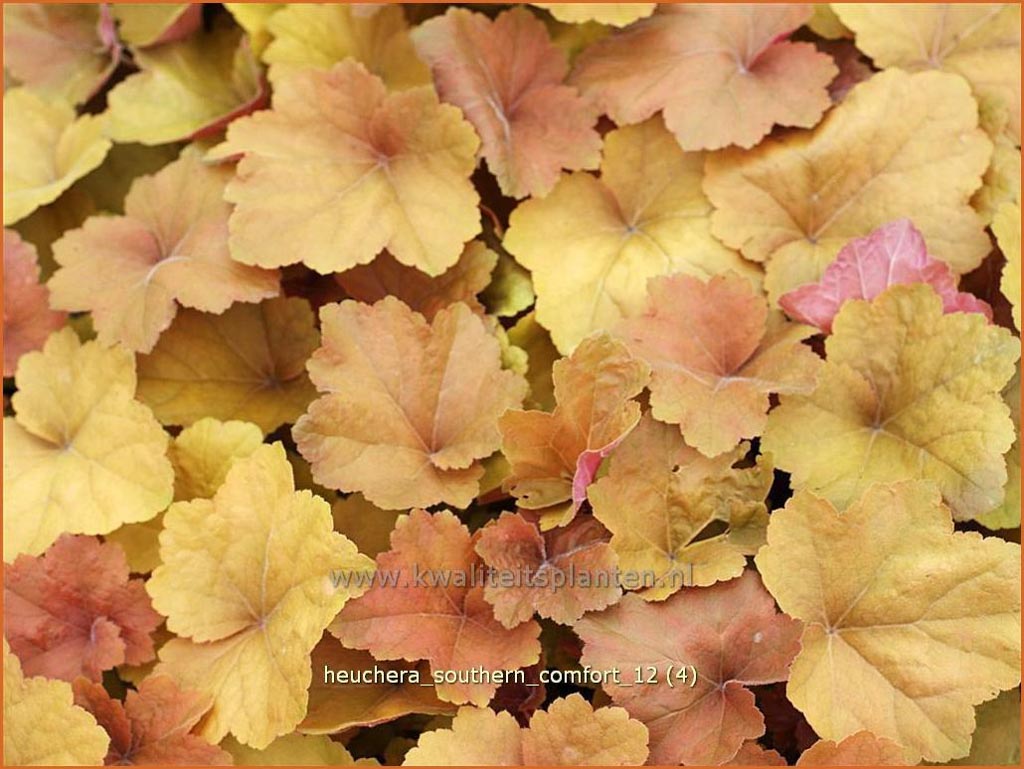 Heuchera ‘Southern Comfort’