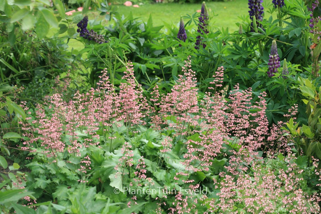 Heuchera ‘Strawberry Swirl’