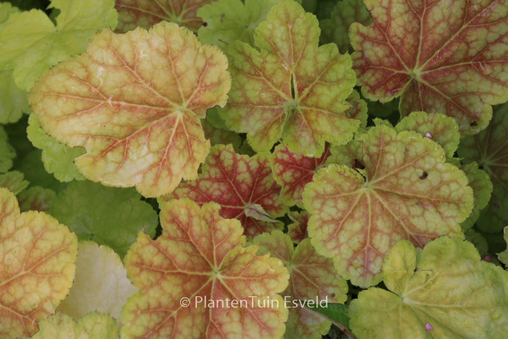 Heuchera ‘Tiramisu’