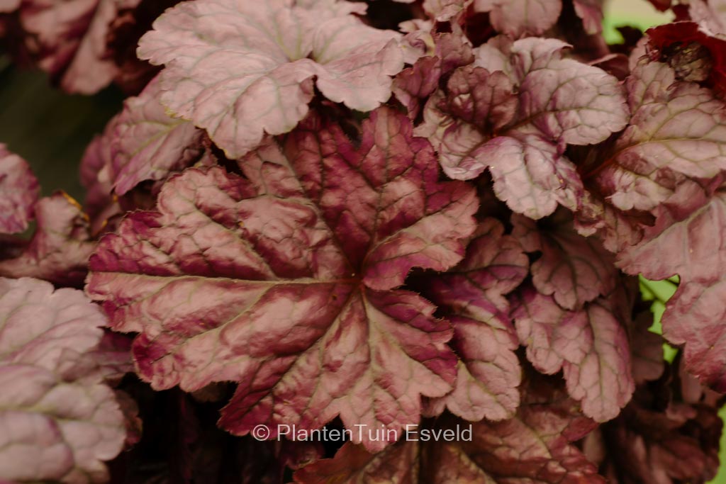 Heuchera ‘Wildberry’