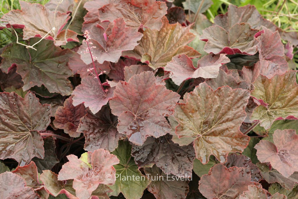 Heuchera ‘XXL’