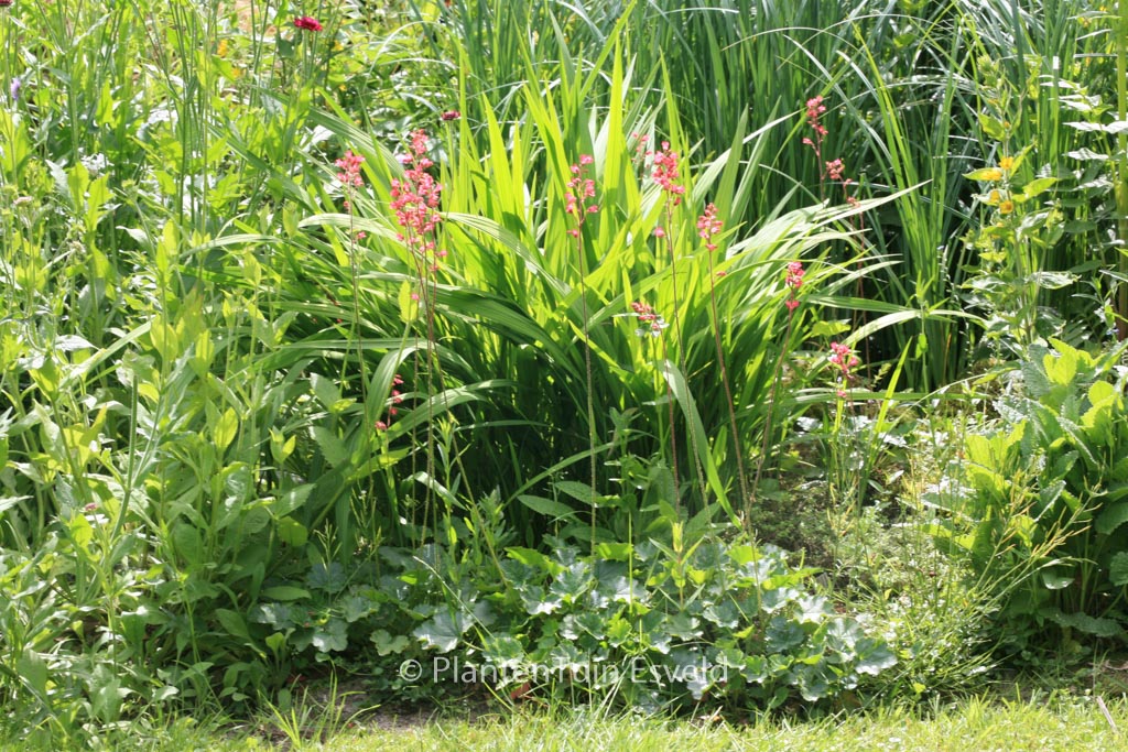 Heuchera brizoides ‘Pluie de Feu’