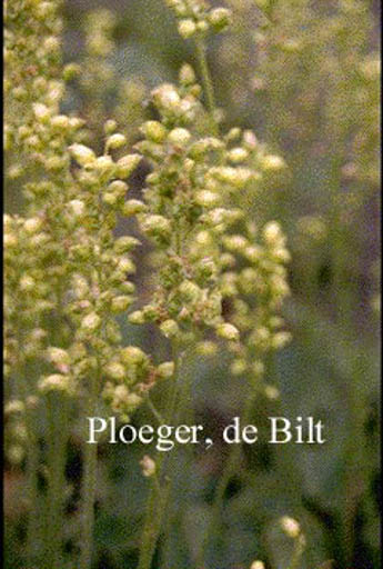 Heuchera cylindrica ‘Greenfinch’