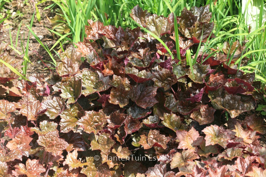 Heuchera micrantha ‘Palace Purple’