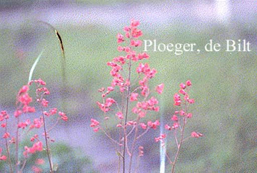Heuchera sanguinea ‘Leuchtkaefer’