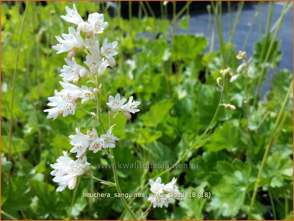 Heuchera sanguinea ‘White Cloud’