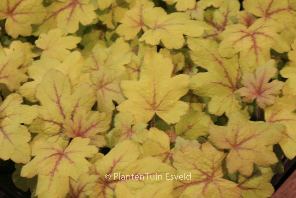 Heucherella ‘Alabama Sunrise’
