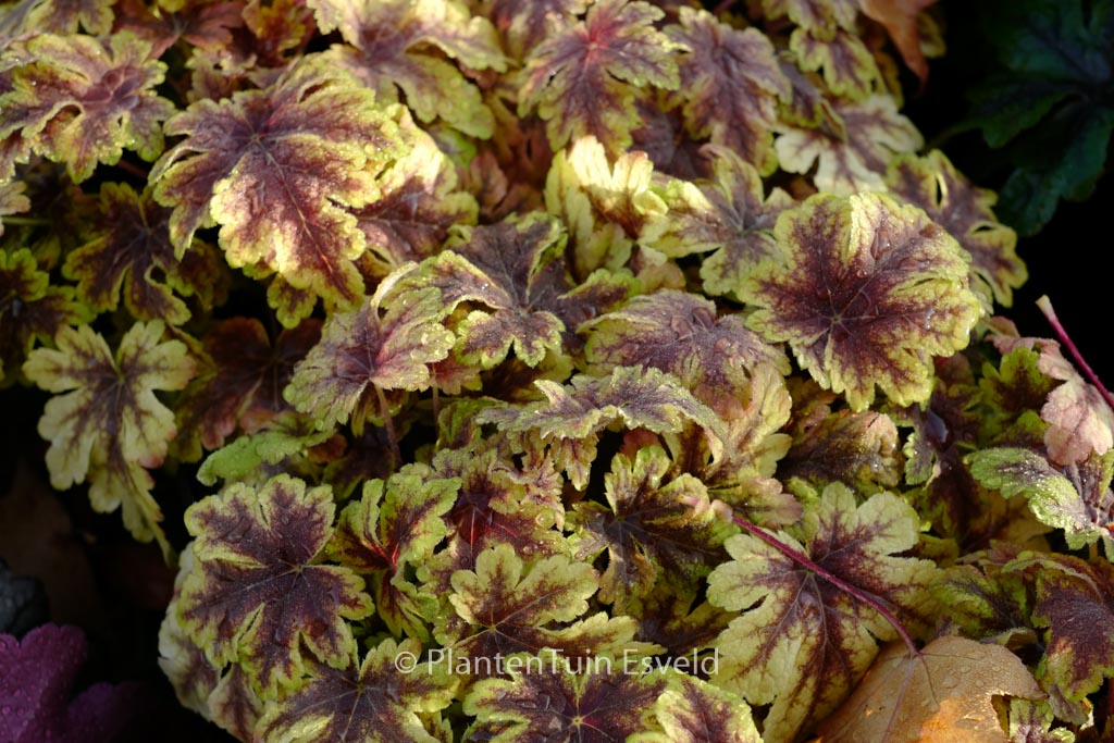 Heucherella ‘Golden Zebra’
