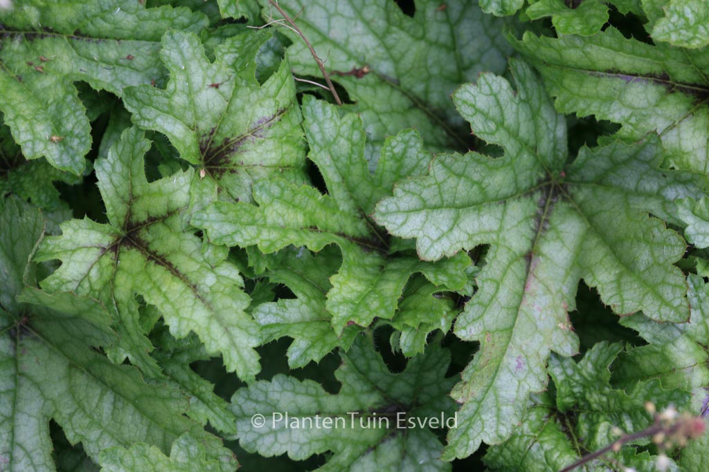 Heucherella ‘Kimono’