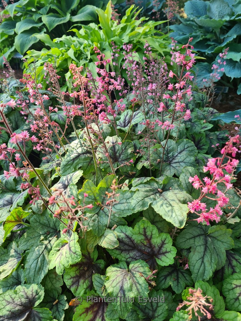 Heucherella ‘Pink Fizz’