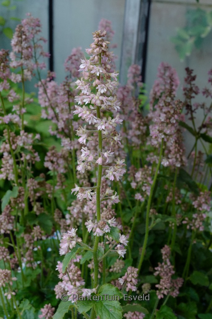 Heucherella ‘Pink Revolution’