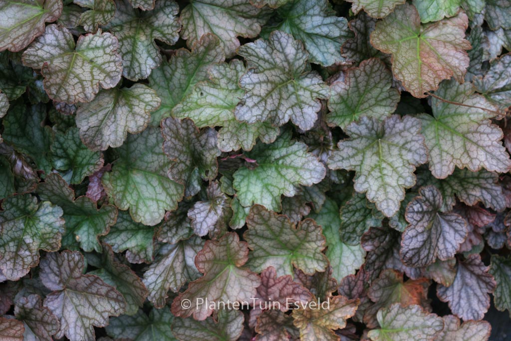 Heucherella ‘Quicksilver’