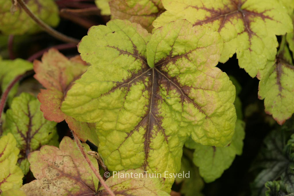 Heucherella ‘Stoplight’