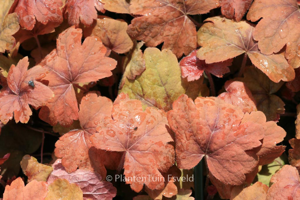 Heucherella ‘Sweet Tea’