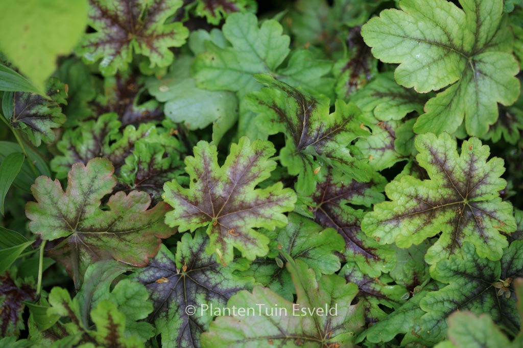 Heucherella ‘Tapestry’