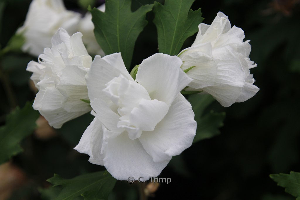 Hibiscus syriacus ‘Admiral Dewey’