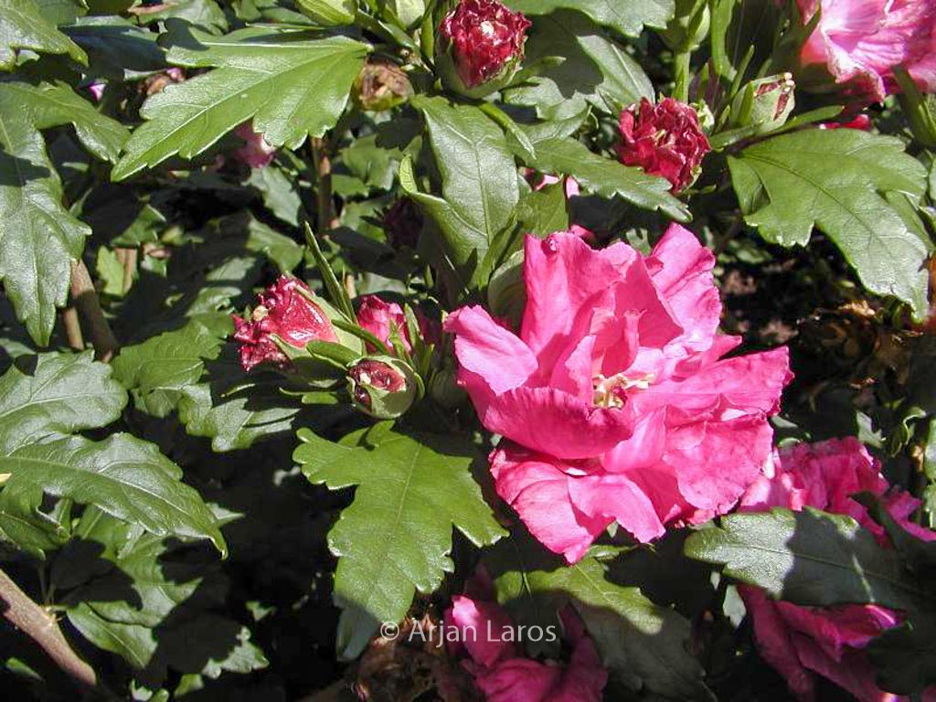 Hibiscus syriacus ‘Boule de Feu’
