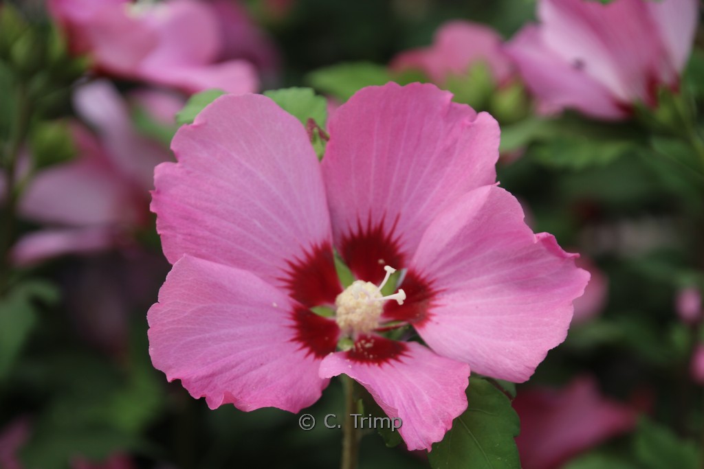 Hibiscus syriacus ‘Flogi’ (PINK GIANT)