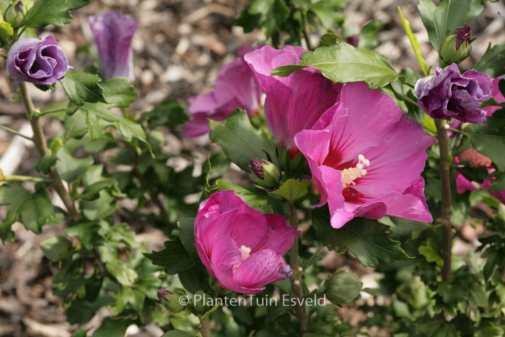 Hibiscus syriacus ‘Floru’ (RUSSIAN VIOLET)