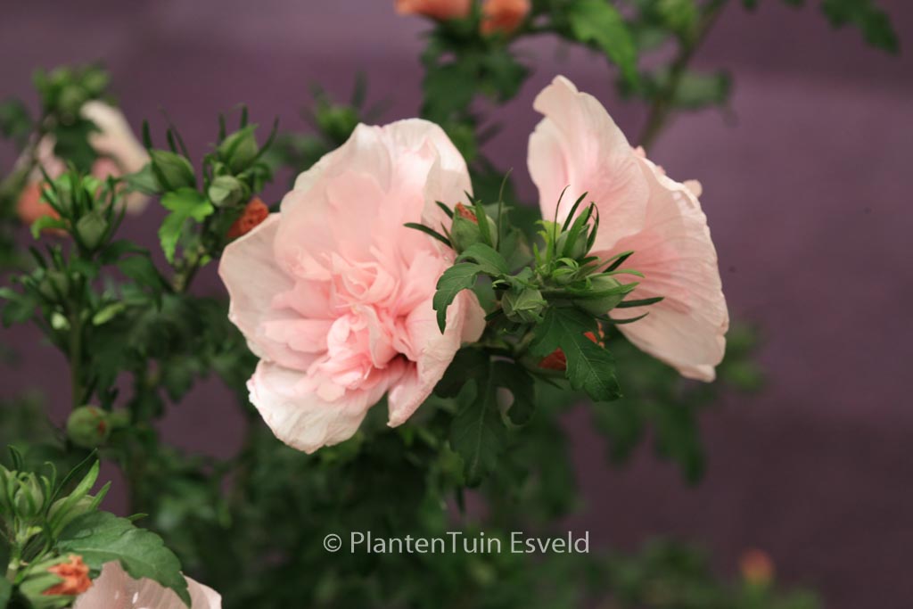 Hibiscus syriacus ‘Jwnwood4’ (PINK CHIFFON)