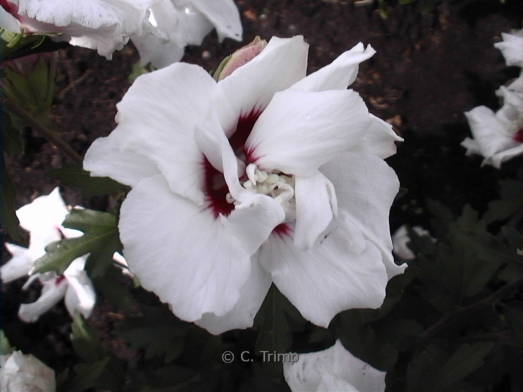 Hibiscus syriacus ‘Leopoldii’