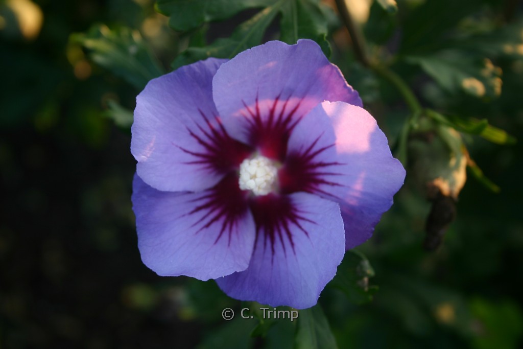 Hibiscus syriacus ‘Marina’