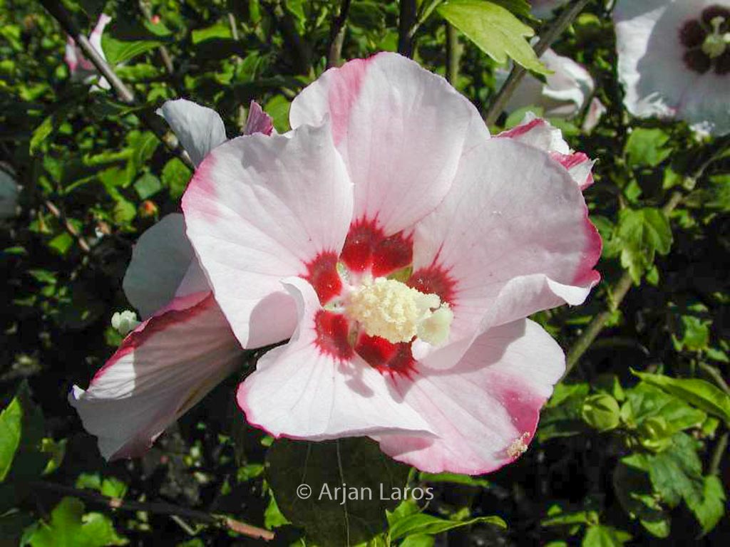 Hibiscus syriacus ‘Mathilde’
