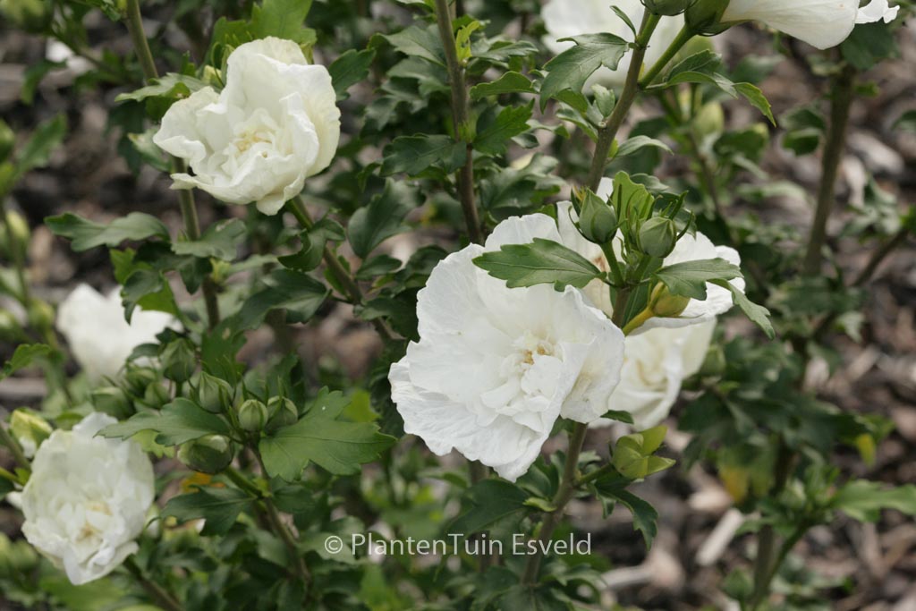 Hibiscus syriacus ‘Notwood Two’ (WHITE CHIFFON)
