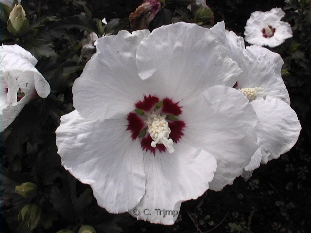 Hibiscus syriacus ‘Red Heart’