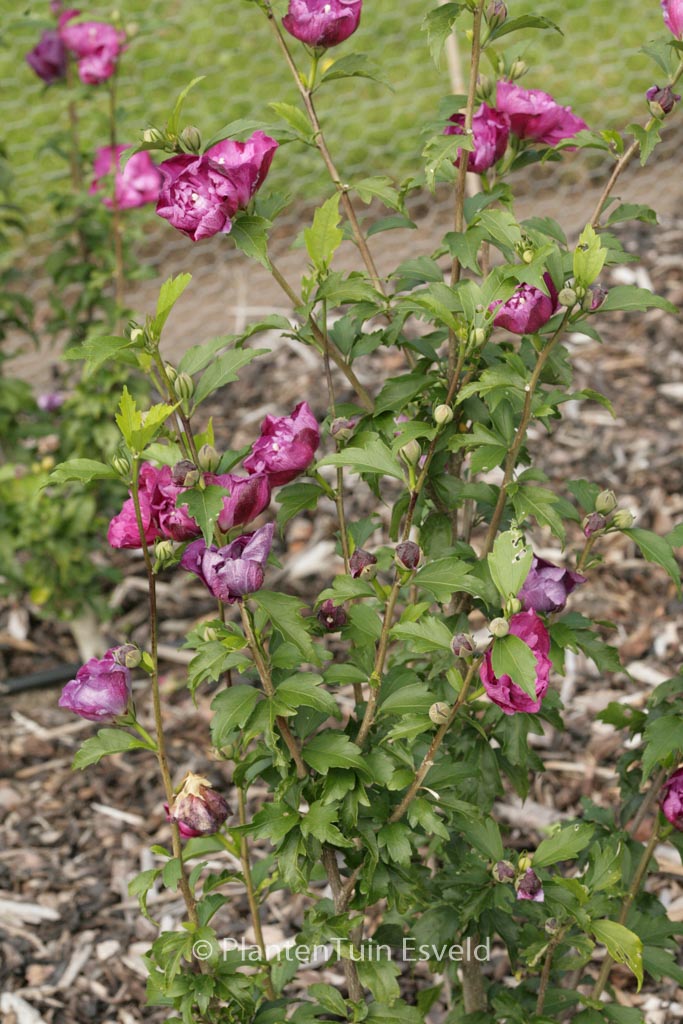 Hibiscus syriacus ‘Sanchonyo’ (PURPLE RUFFLES)