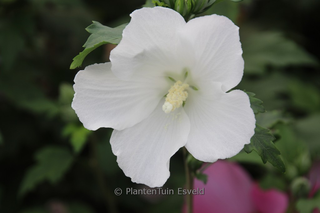 Hibiscus syriacus ‘Snowdrift’