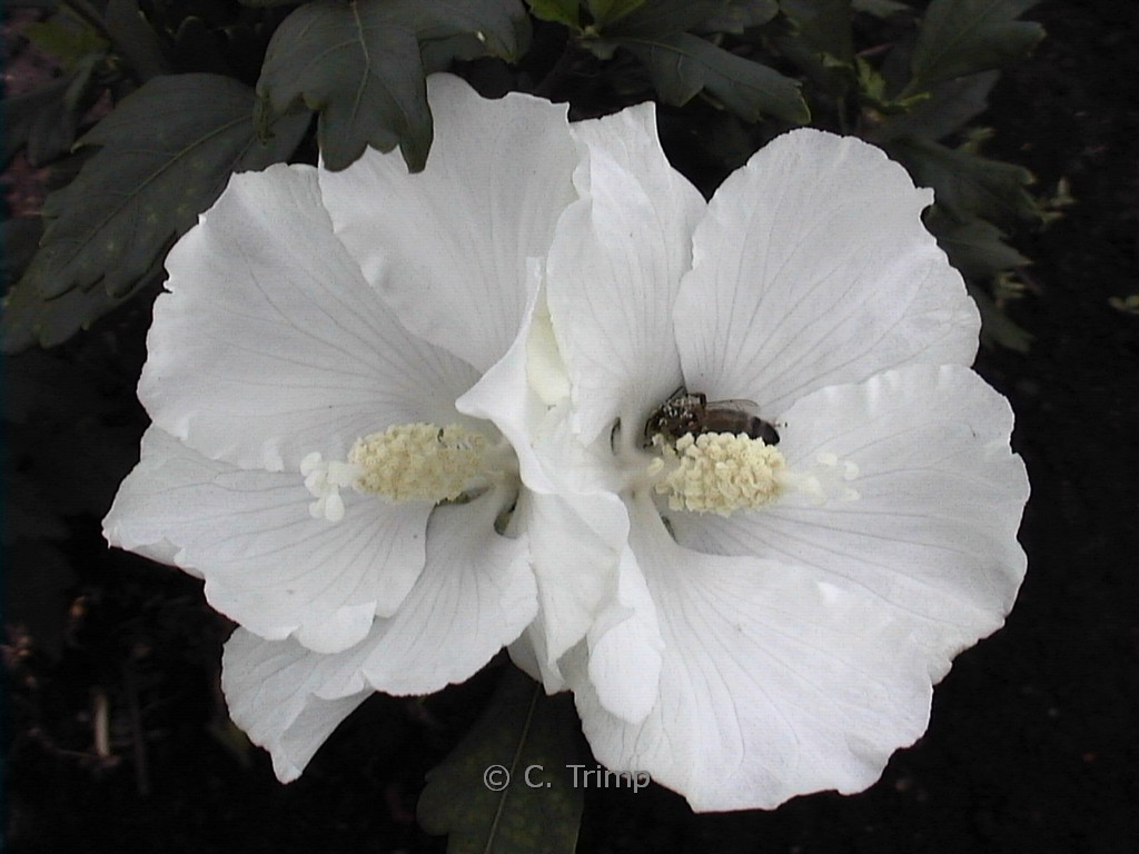 Hibiscus syriacus ‘W.R. Smith’