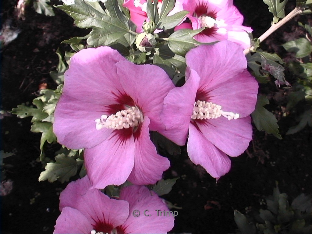 Hibiscus syriacus ‘Woodbridge’
