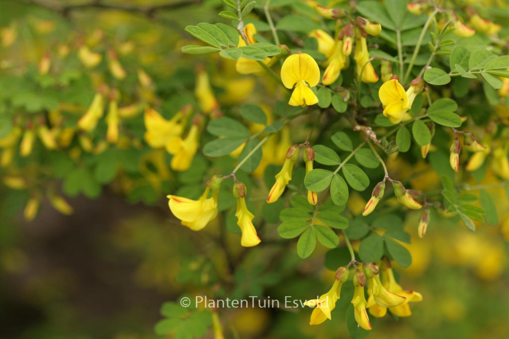 Hippocrepis emerus