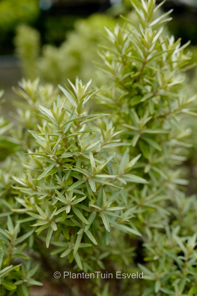 Hippophae rhamnoides ‘Darsspel’ (SILVER STAR)