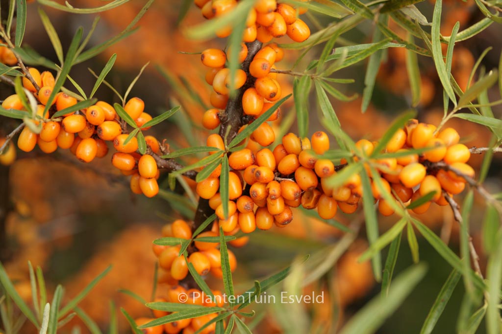 Hippophae rhamnoides ‘Hergo’
