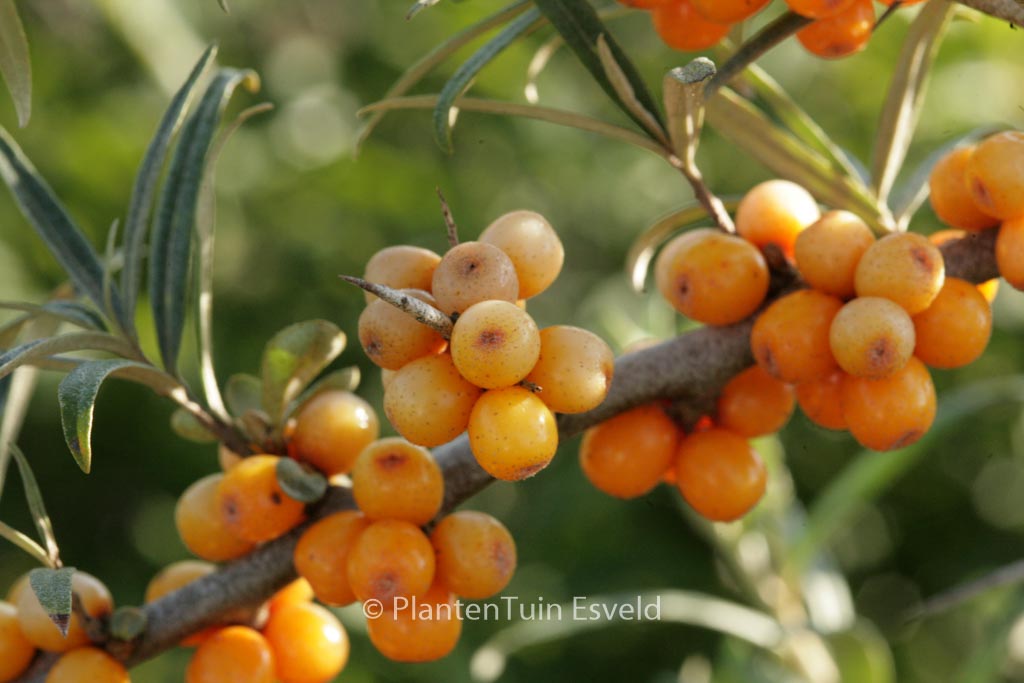 Hippophae rhamnoides
