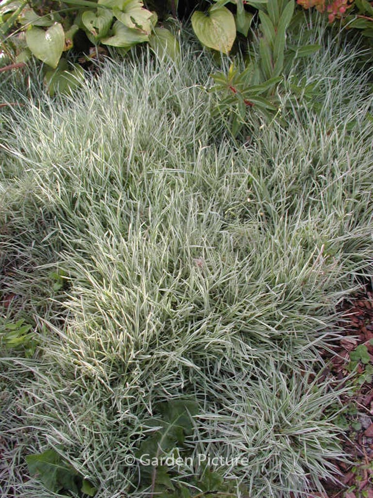 Holcus mollis ‘White Fog’