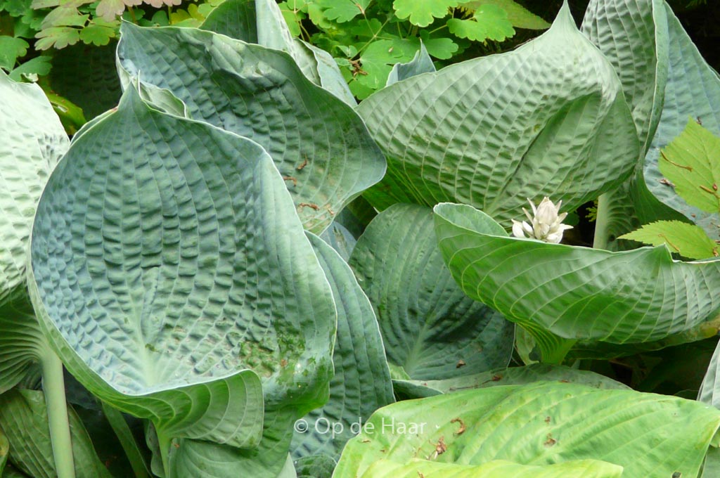 Hosta ‘Abiqua Drinking Gourd’