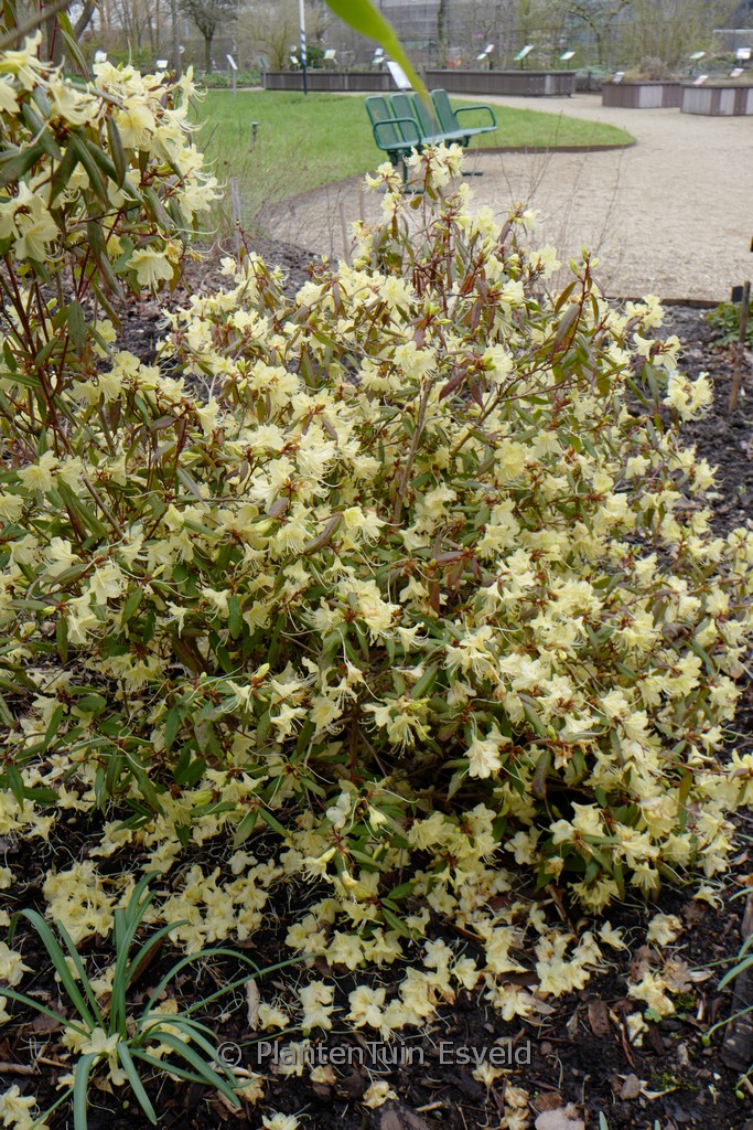 Hosta ‘Allegan Fog’