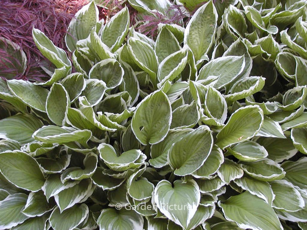 Hosta ‘Antioch’