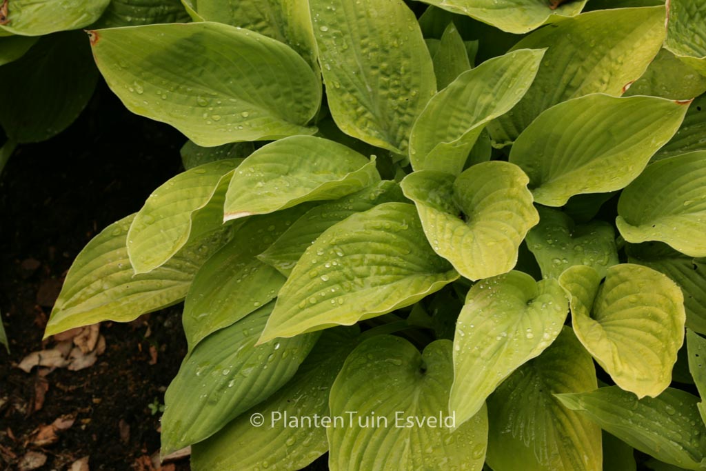 Hosta ‘August Moon’