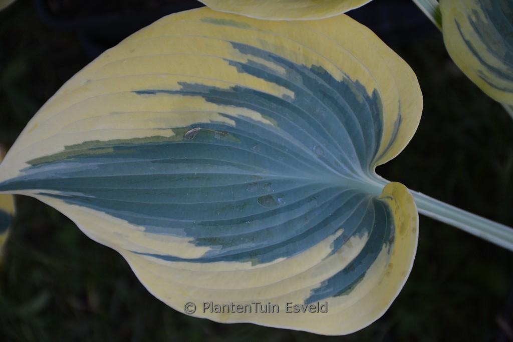 Hosta ‘Autumn Frost’