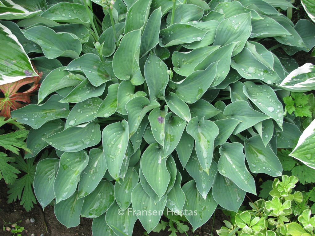 Hosta ‘Blue Cadet’