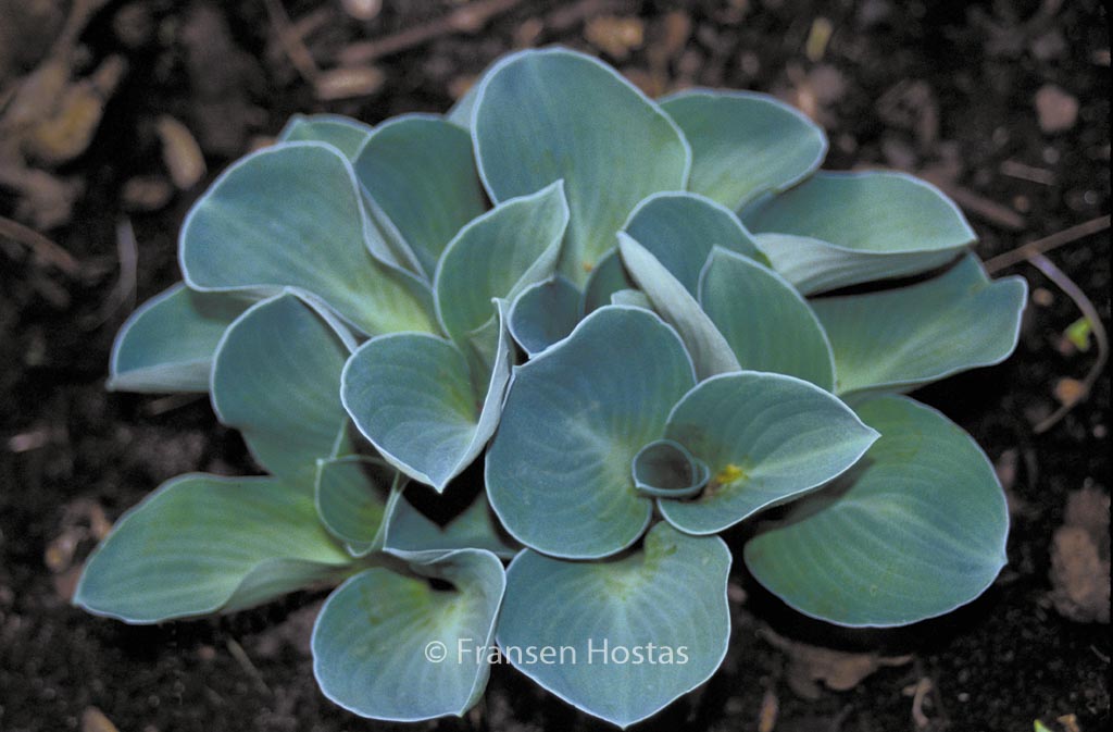 Hosta ‘Blue Mouse Ears’