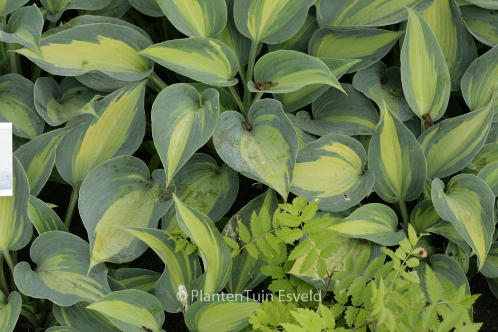 Hosta ‘Catherine’