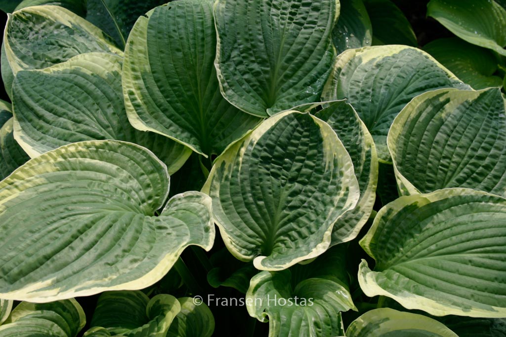 Hosta ‘Christmas Tree’