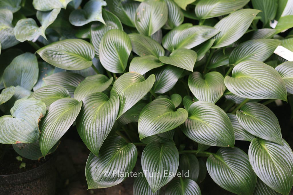 Hosta ‘Devon Green’