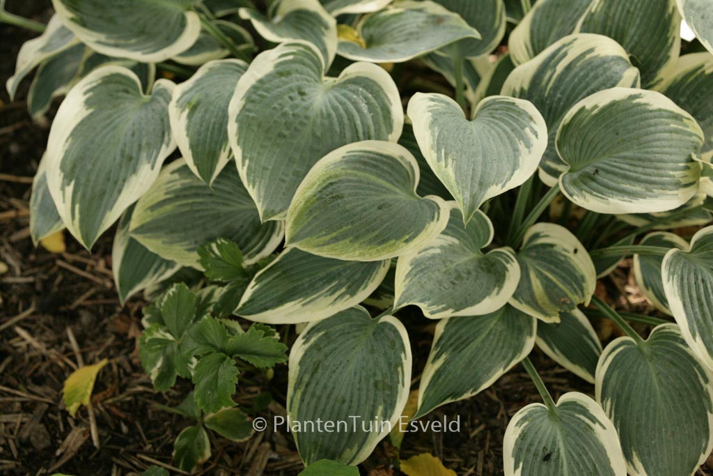 Hosta ‘El Nino’